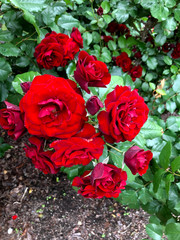 background photo of a blooming flower