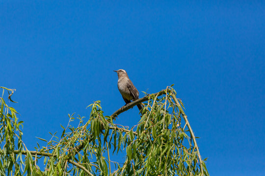 Chilean Mockingbird (Tenca) Latin Name Mimus Thenca
