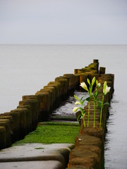 Meer und Pflanze