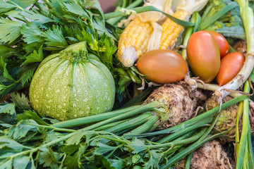 Vegetables grow and harvest. .For healthy foods in nature.