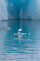 Iceberg lagoon jokulsarlon on the south of Iceland