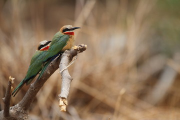 Bee-eater bird on a branch