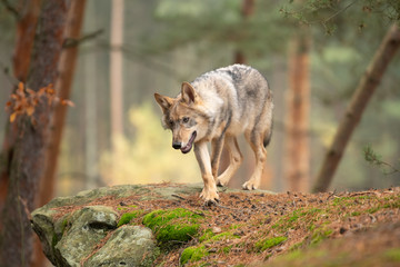 Lone wolf running in autumn forest Czech Republic
