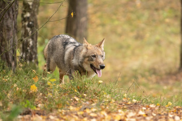 Lone wolf running in autumn forest Czech Republic