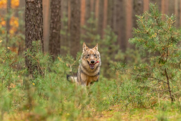 Lone wolf running in autumn forest Czech Republic