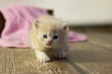 Little kitten British shorthair cat