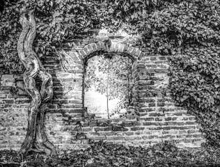 window in the old Ruin of an the old Castle the Nettelhorst in the Netherlands, grown with Poison Ivy in black and white