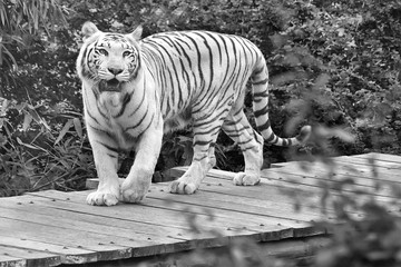 background photo of a white tiger