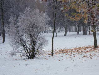 In the frost and fog. The first snow in the park, the leaves of the trees are covered with hoarfrost.
