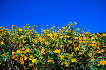 Obraz premium Tung Bua Tong Mexican sunflower field on mountain hill, beautiful and famous tourist attractive landscape on November of Doi Mae U Kho, Khun Yuam, Mae Hong Son, Thailand