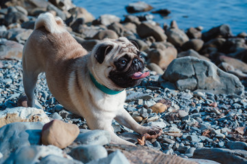  pug on the beach
