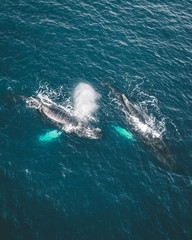Naklejka premium Aerial view of several humpback whales diving in the ocean with blue water and blow. Showing white fin in atlantic ocean. Photo taken in Greenland Disko bay island.