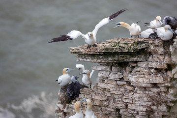 Gannet colony - Bempton Cliffs on the North Yorkshire coast - United Kingdom © mrallen