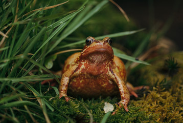 frog in the grass