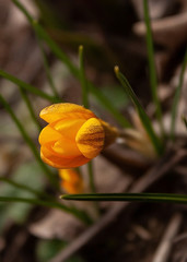 Bright orange crocus with green leaves against the background of last year's leaves.