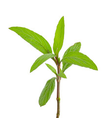 green leaves branch isolated on white background