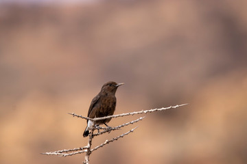 sparrow on a branch