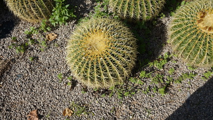 Cacti grow in a park in Barcelona