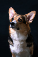 Portrait of red-white with black welsh corgi pembroke dog