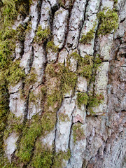 Mchy i porosty na korze drzewa.