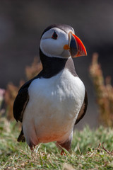 Puffin - Island of Lunga - Scotland