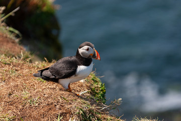 Puffin - Island of Lunga - Scotland