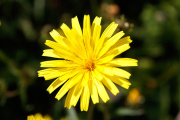 flower in nature in the day