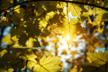 Naklejka na ściany i meble Yellow maple leaves glow in the sun, close-up. Sunny autumn day, withering leaves on the trees.