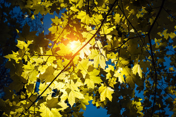 Yellow maple leaves glow in magic sunlight, close-up. Sunny autumn day, withering leaves on the trees.