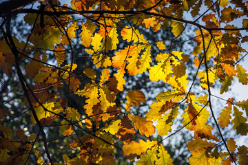 Naklejka na ściany i meble Sunlight filtering through yellow oak leaves against the sky, close-up. Autumn withering of nature.