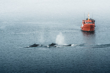 Three Humpback whales with fin swimming in ocean and feeding. Orange whale Watching tour boat ship...