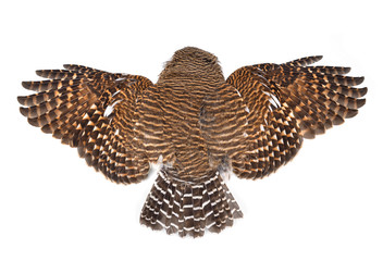 Owl wings isolated on white