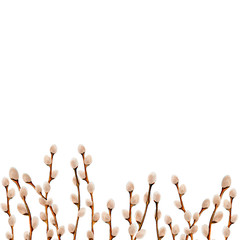 Hand drawn pussy-willow branches isolated on white background. Space for text. Floral border. Watercolor spring element for decoration