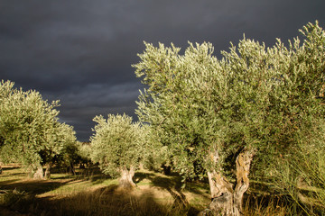 Olive trees and dark clouds