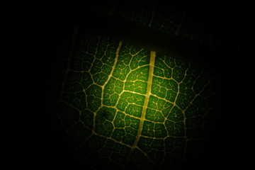 Tree leaft under microscope.