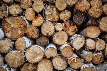 lot of wood logs lying on the ground on the nature