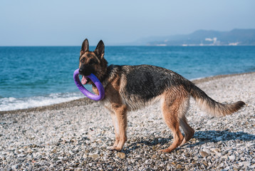 dog with ring on beach