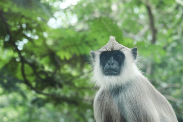 Gray Langur Indian Hanuman Specie of Monkey Curiously Looking At Camera