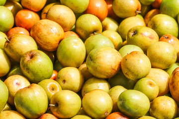 Heap Bunch or Stack of Ziziphus Mauritiana Fruit or Indian Ber or Chinee Apple also called Chinese Date