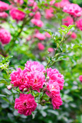 Flowers of pink climbing roses closeup