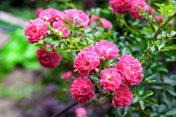 Flowers of pink climbing roses closeup