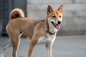 Shiba inu on walk in park