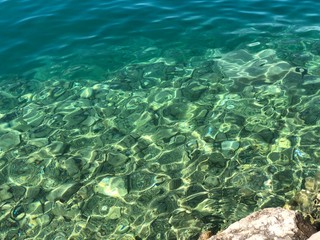 shoal of fish