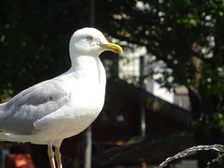 seagull on a post