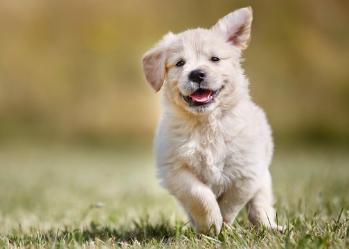 Happy Puppy Images – Browse 828,067 Stock Photos, Vectors ...