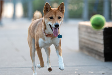 Shiba inu on walk in park