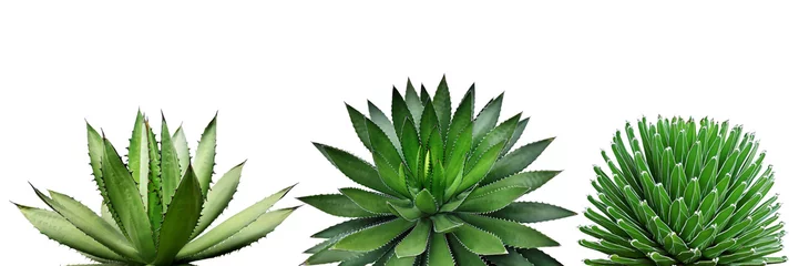Foto op Plexiglas Cactus Agave planten geïsoleerd op een witte achtergrond met uitknippad