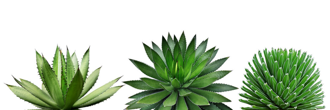 Agave Plants Isolated on White Background with Clipping Path