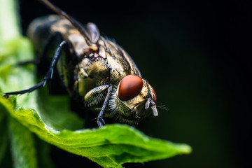 A fly with red eyes clinging to a green leaf.