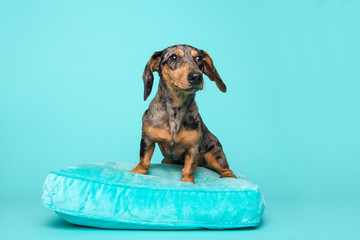 Cute dachshund puppy on a blue cushion on a blue background